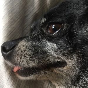 Meet your Posher, Diane